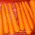 New Harvest of Good Quality of Fresh Carrot